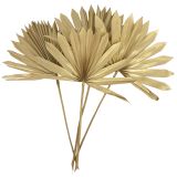 Sale Dried Sun Palm 4 Stems Gold 55cm 