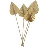 Sale Dried Spear Palm 4 Stems Gold 45cm 