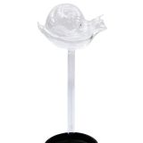 Snail Plant Water Seeper Clear 24cm 