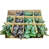 Sale Mini Plants 12 pack Plant Box Green
