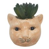 Mini Cat Planter with Plant Ginger 10cm 