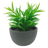 Sale Potted Succulent Plant Green 17cm 