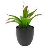 Sale Agave Succulent Plant Green 20cm 