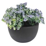 Sale Silver Falls Dichondra Plant Green 