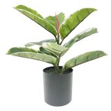 Sale Variegated Ficus Fig Plant Green 30