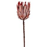 Sale Dried Look King Protea Closed Stem 