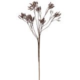 Sale Dried Look Kangaroo Paw Stem Pink 7