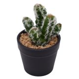 Sale Cactus Plant Green 12cm 