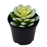 Sale Hens Chicks Succulent Plant Green