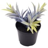 Sale Potted Succulent Plant Blue 14cm 