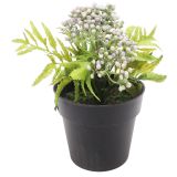 Sale Mini Berry Bush Lilac 17cm 