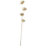 Sale Sola Flower Buds Stem Natural 100cm