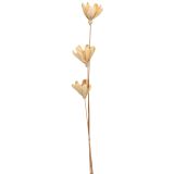 Sale Dried Solar Flower Triple Stem Natu