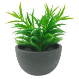 Sale Potted Succulent Plant Green 17cm 