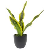 Mother in-laws Tongue Plant Green 34cm 
