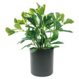 Variegated Polyscias Plant Green 31cm 