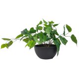 Sale Heart Philodendron Plant Green 36cm