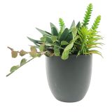 Sale Mixed Succulents Plant Green 24cm  