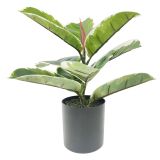 Variegated Ficus Fig Plant Green 30cm 