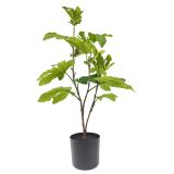 Sale Fig Tree Plant Green 58cm 