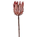 Dried Look King Protea Closed Stem Natur