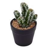 Cactus Plant Green 12cm 