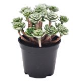 Roseum Plant Green 13cm 