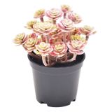 Sale Roseum Plant Pink 13cm 