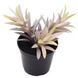 Sale Potted Succulent Plant Purple 14cm 