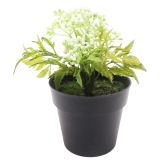 Sale Mini Berry Bush White 17cm 