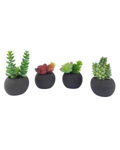 Mini Potted Succulents Set Green 11cm S/
